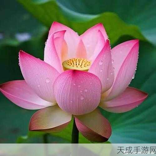 探寻手游仙境,问道中荷花满溢的神秘之地揭秘