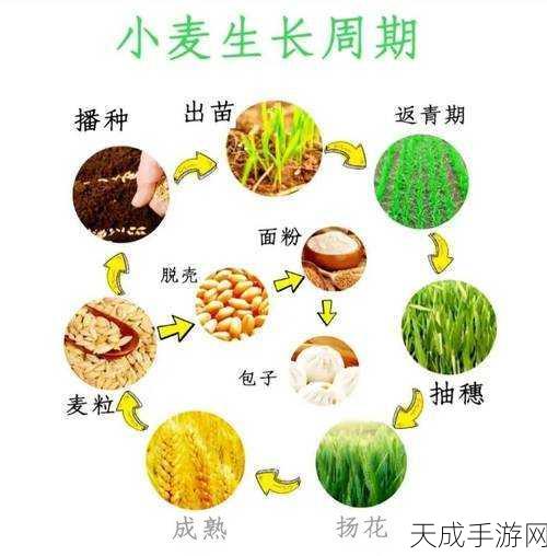 我的世界小麦成长全攻略，揭秘成熟周期与种植技巧