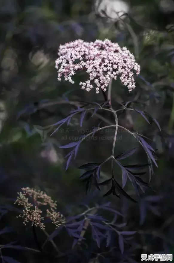 揭秘最强蜗牛接骨木魔杖获取攻略，解锁神秘力量的钥匙