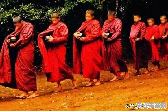 光遇探索指南，揭秘密林遗迹冥想圣地，解锁隐藏秘密