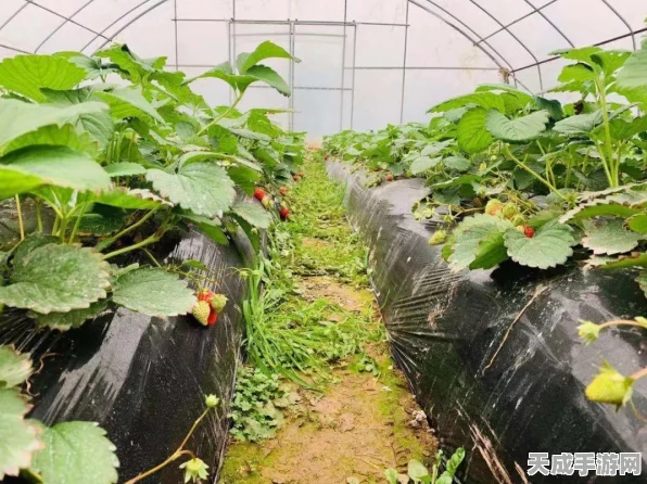 点点小镇新版本震撼登场，卡通农场模拟经营大赛即将开启