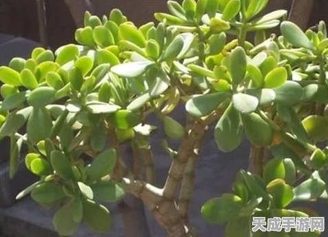 迷你世界树苗速成秘籍，解锁高效培育新技巧！