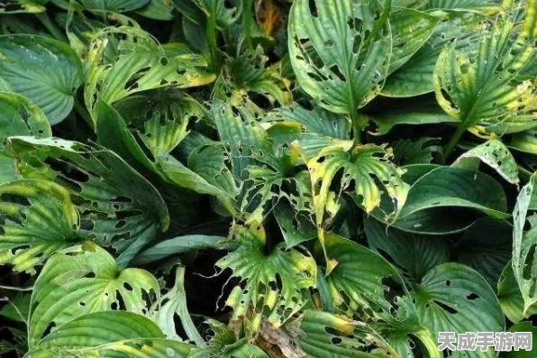 最强蜗牛深度攻略，揭秘拯救顶罐子珍稀道具的获取之道