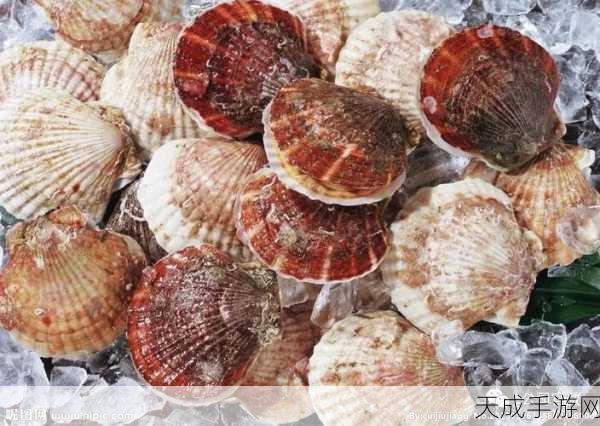 一人 上面 下感扇贝图片：在海洋深处，探索扇贝的神秘世界与美丽图案。