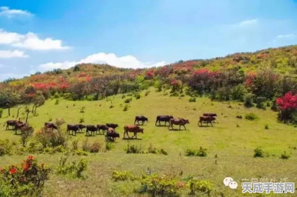 我的世界探索之旅，揭秘草甸群系指令秘籍