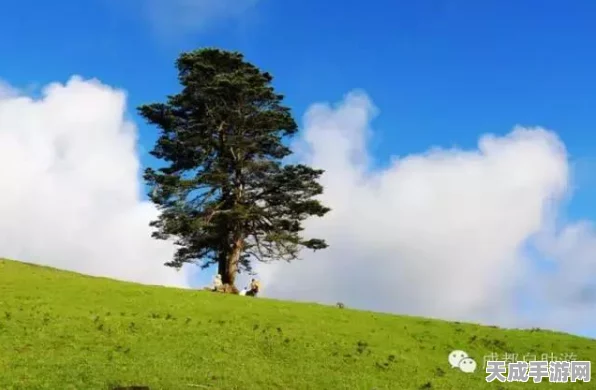 我的世界探索之旅，揭秘草甸群系指令秘籍