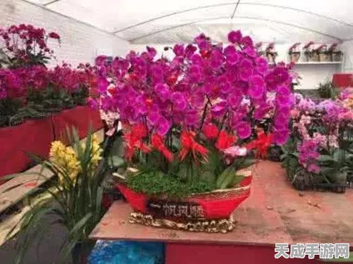 QQ飞车竞速赛顶尖操控秘籍，速度漂移与氮气加速的完美融合
