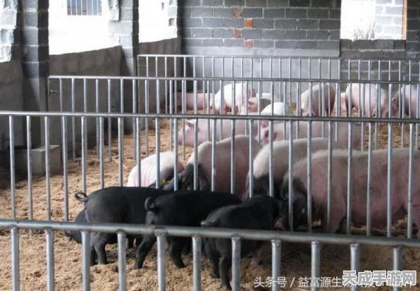 揭秘最强蜗牛宠物猪，全面剖析宠物猪玩法特性与实战技巧