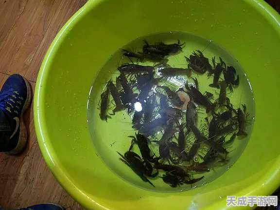 创造与魔法小龙虾垂钓秘境大揭秘，热门钓点及高效技巧全攻略