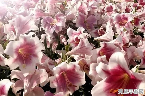 桃源梦境新篇章，百合花色彩大赛燃情启幕