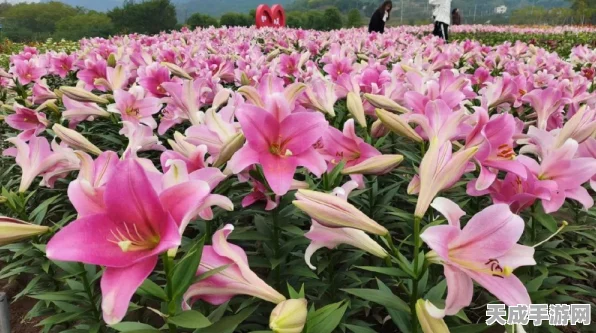 桃源梦境新篇章，百合花色彩大赛燃情启幕