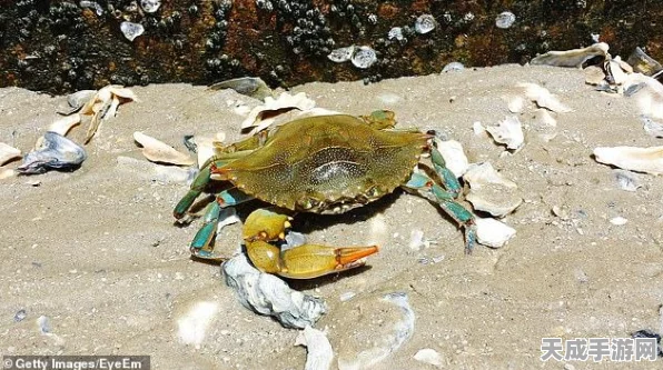 摩尔庄园手游，解锁炖龙虾秘籍，打造资源大师级管理攻略