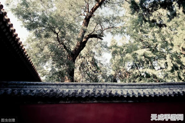 烟雨江湖，儒学技艺大揭秘，沉浸式体验儒家文化魅力