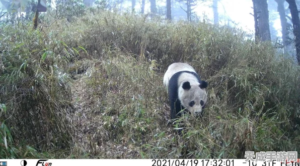 燕云十六声竹林旧居猫咪大冒险 超详细全收集秘籍