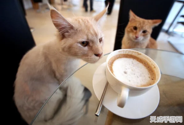 小猫咪大城市，畅玩秘籍与全面攻略