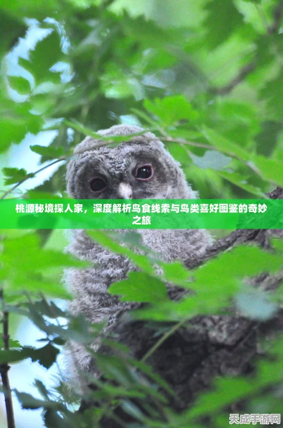 桃源深处有人家，解锁鸟类辨识大赛，成为生态小达人！