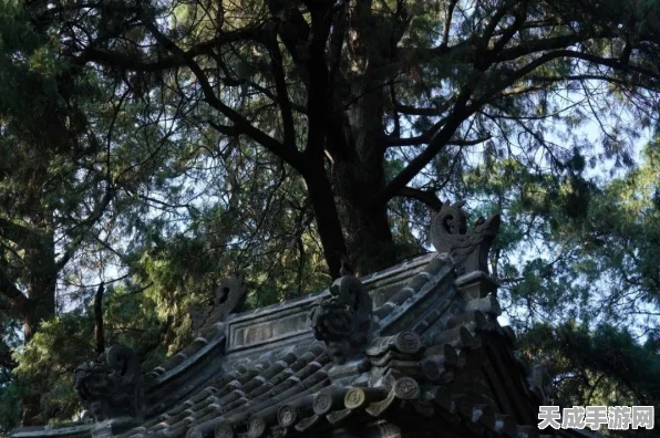 哈利波特魔法觉醒，深入霍格沃茨，揭秘厨房秘境与魔法对决