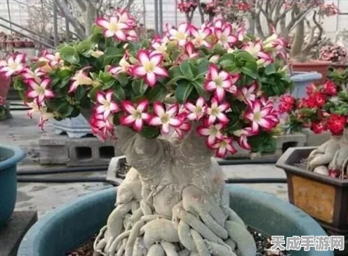 CF手游热门角色揭秘，沙漠玫瑰全面属性解析
