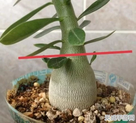 CF手游热门角色揭秘，沙漠玫瑰全面属性解析