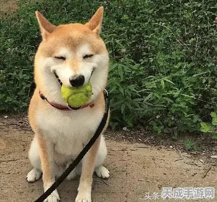 逍遥情缘手游新时装上线，萌宠柴犬哈士奇，重温童年欢乐时光