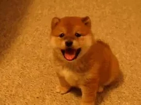 逍遥情缘手游新时装上线，萌宠柴犬哈士奇，重温童年欢乐时光