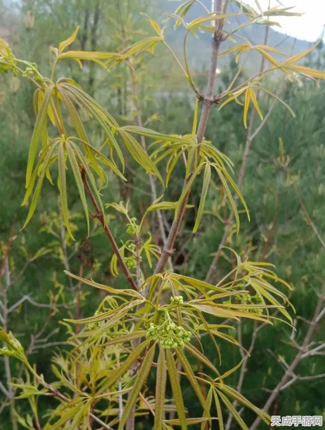 洛克王国稀有宠物捕捉指南，揭秘当前可刷的珍稀宝贝