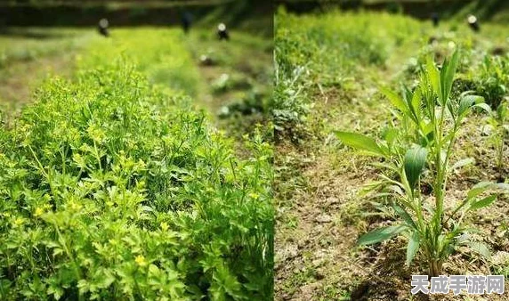 外域草药种植秘籍，轻松斩获稀有草药的独家窍门