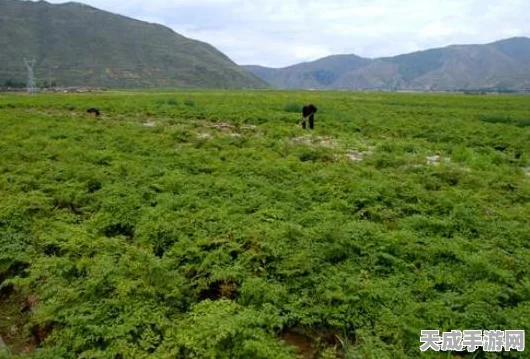 外域草药种植秘籍，轻松斩获稀有草药的独家窍门
