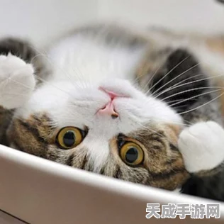 小森生活，解锁猫咪亲密度提升秘籍，打造温馨萌宠乐园