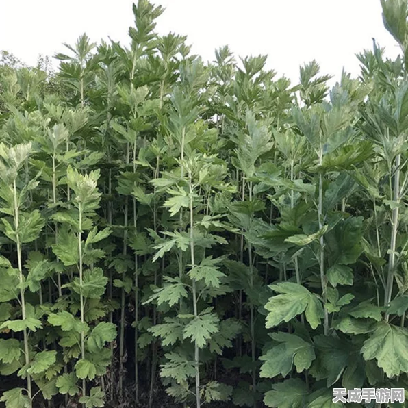 奇迹暖暖艾叶香囊获取攻略，解锁端午佳节限定装扮！