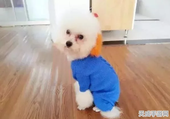 奇迹暖暖高分攻略，解锁不易脏服饰搭配秘籍