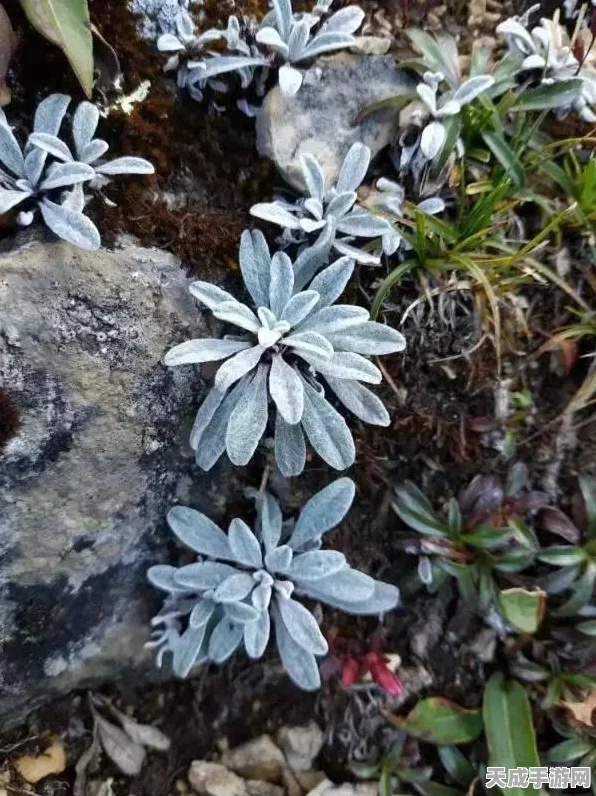 洛克王国芙蓉技能搭配全攻略，解锁竞技场制胜秘籍