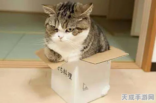 黑潮之上，猫咪终结者新篇章震撼来袭，终极命运抉择赛事细节大揭秘