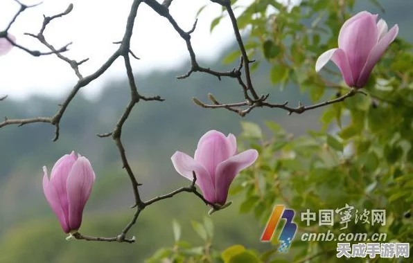 烟雨江湖玉兰争艳，揭秘玉兰花的获取秘籍与游戏新动向