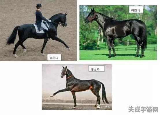 温血马与纯血马的显著差异及比赛表现探秘