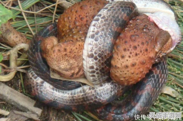 探秘人心不足蛇吞象中蛇的神秘含义