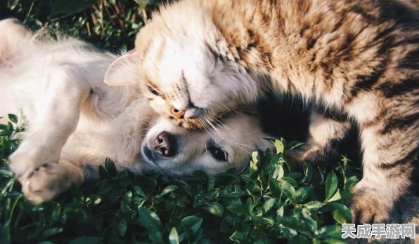 江南百景图珍稀宠物揭秘，泥巴脏脏猫获取全攻略