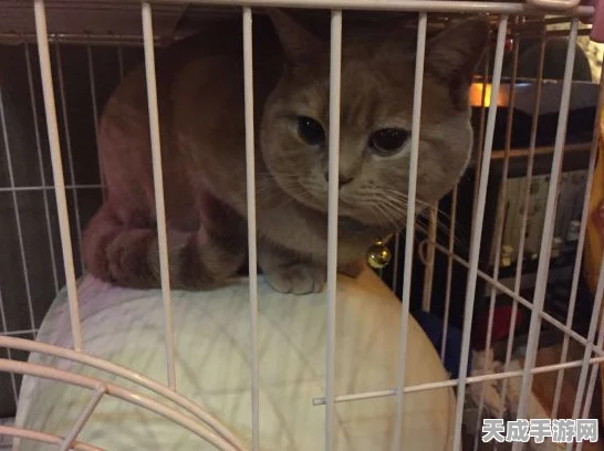 江南百景图珍稀宠物揭秘，泥巴脏脏猫获取全攻略