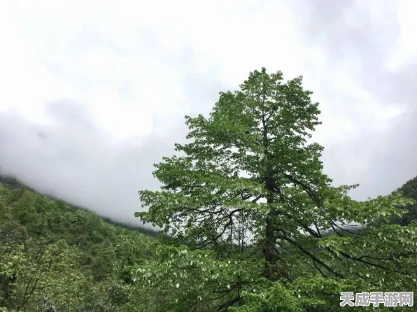 太极熊猫翅膀系统深度解析，平民与贵族的华丽分界线