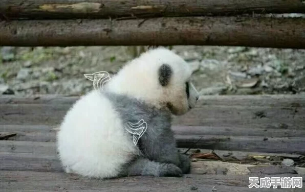 太极熊猫翅膀系统深度解析，平民与贵族的华丽分界线