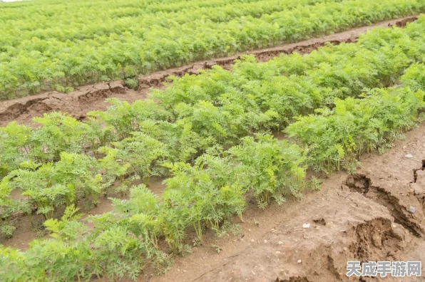 迷你世界，揭秘胡萝卜成熟之谜，赢取专属种植大赛奖励！