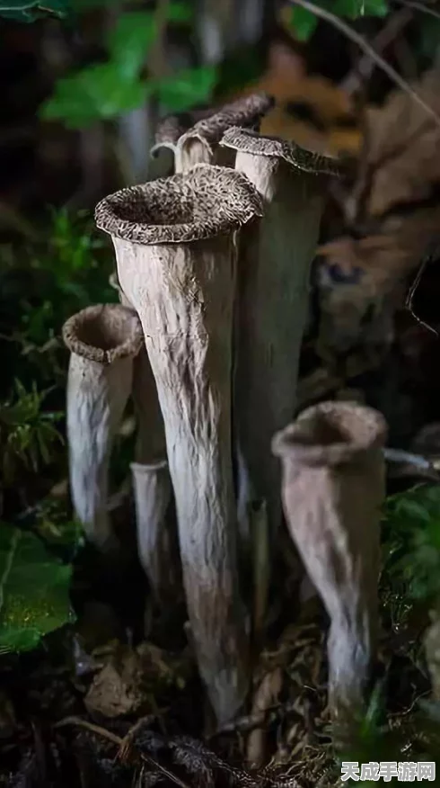 我的世界诡异菌全攻略，解锁神秘菌类，探险技巧大揭秘