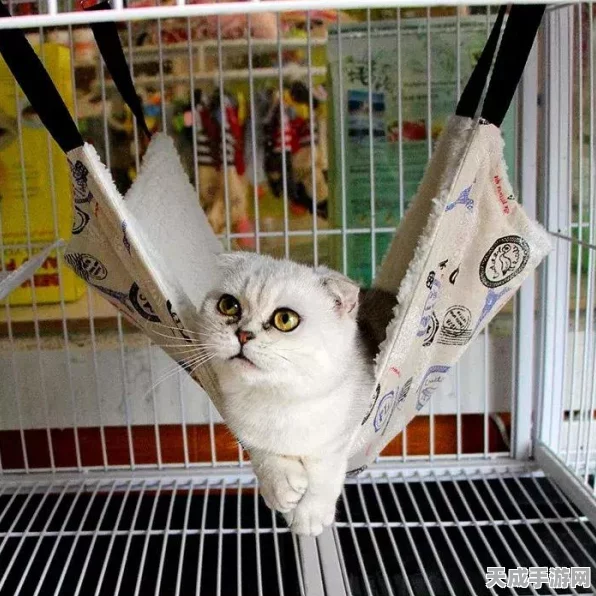 探秘江南百景图，猫窝隐藏位置大揭秘及养猫攻略