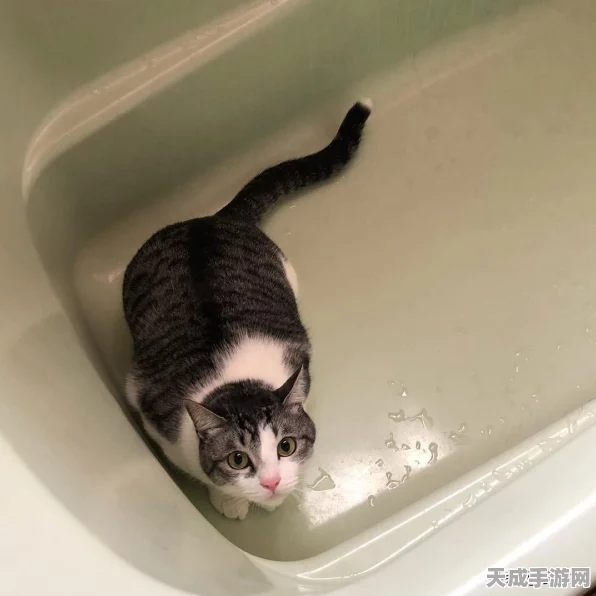 探秘江南百景图，猫窝隐藏位置大揭秘及养猫攻略