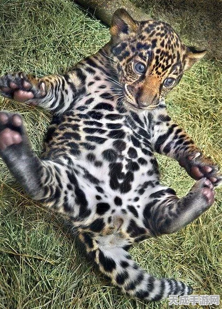 怪物猎人柠檬之牙，全新狩猎赛季震撼开启，探索未知领域