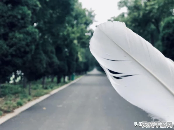 哈利波特手游深度攻略，揭秘绝音鸟羽毛的高效获取途径