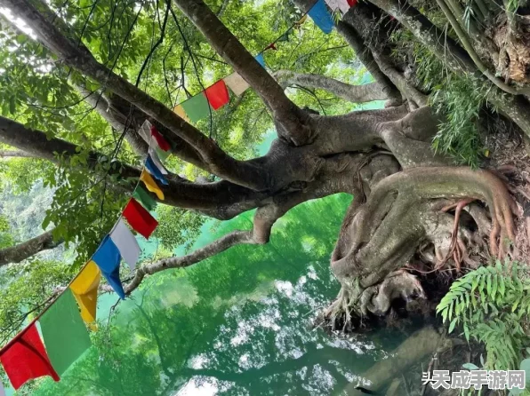 魔兽世界新冒险，漫游古树探秘大赛燃情开启