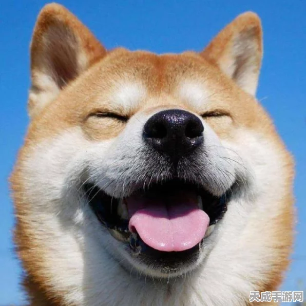 辐射4忠犬狗肉VS合金装备5钻石狗，谁才是最强游戏伙伴？