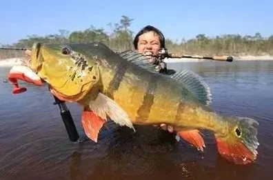 妖精之海钓鱼秘籍，解锁调皮掠食者的终极技巧