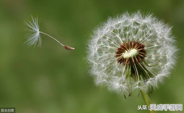 球球大作战，蒲公英的约定光环全攻略，解锁竞技新篇章